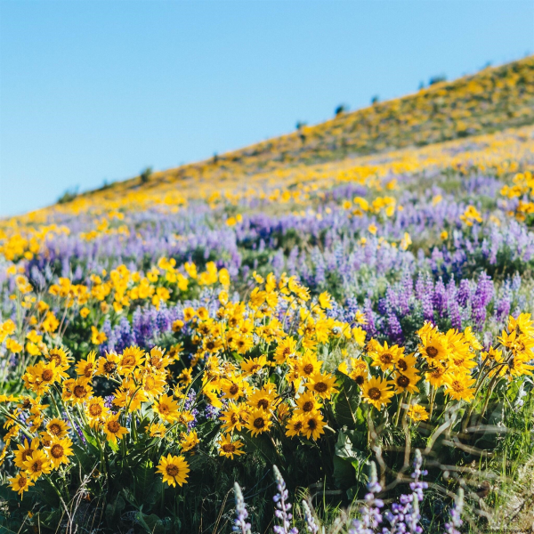 Ароматная Горная Степная трава Крыма