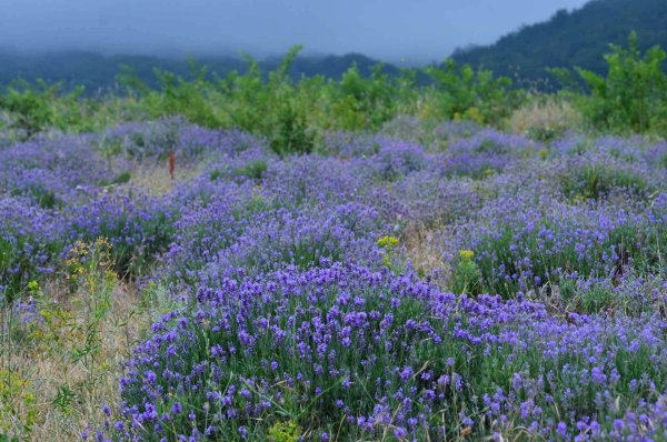 Лаванда Демерджи