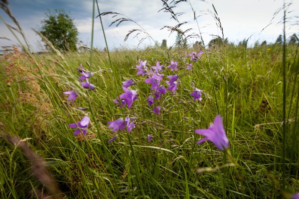 Полевые цветы Краснодарского края