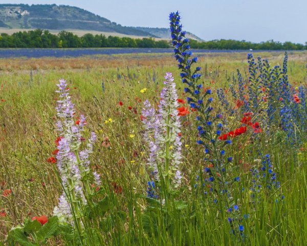 Полевые травы Крыма