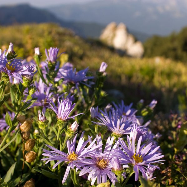 Крымские полевые цветы