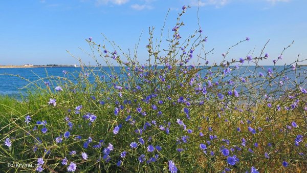 Полевые цветы Крыма