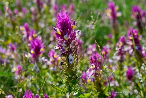 Полевые растения Крыма