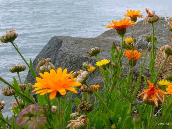 Крымские полевые растения