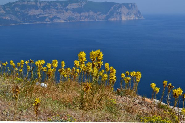 Растения Крыма Крыма