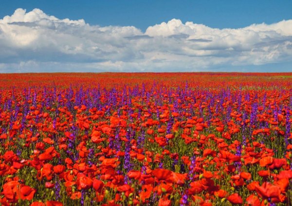 Маковые поля в Крыму