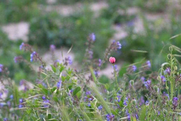 Полевые цветы Крыма
