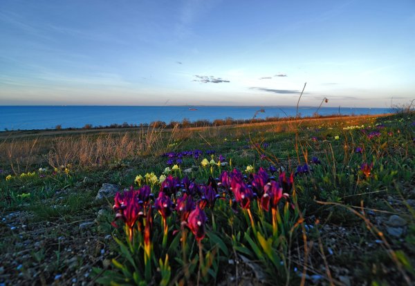 Дикие ирисы в Крыму