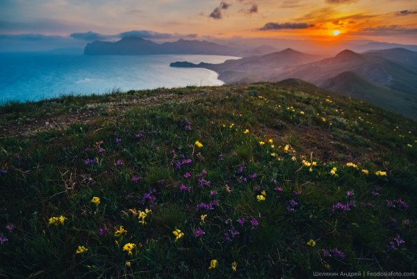 Ирисы в горах Крыма