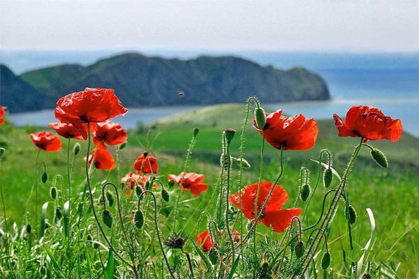 Маковые поля мыс Фиолент