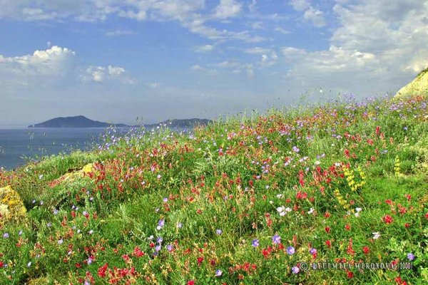 Разнотравные степи Крыма