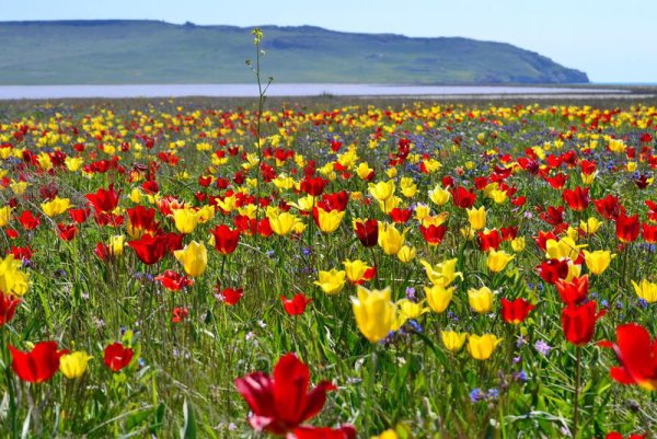 Тюльпан Шренка Калмыкия