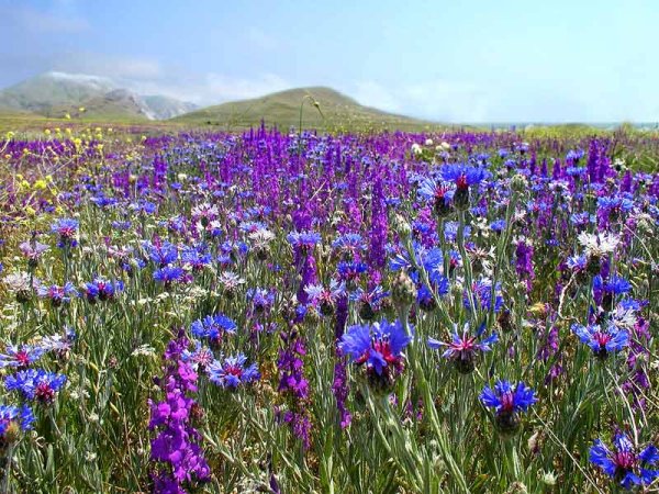 Медонос разнотравье степь Крыма