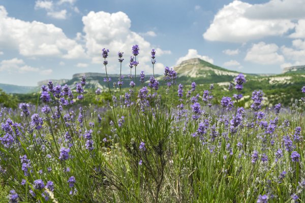 Крымская Полевая Лаванда