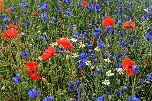 Мавританский газон - ромашки , васильки, маки