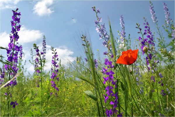 Аромат полевых цветов
