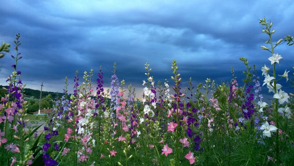 Летняя природа Забайкалья разнотравье