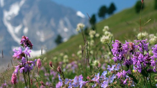 Альпийские Луга растения Кавказа