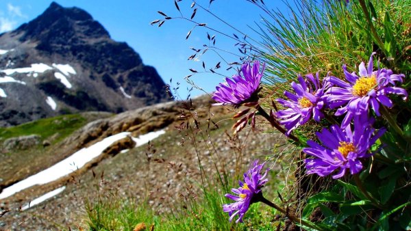 Альпийская Астра Кавказская
