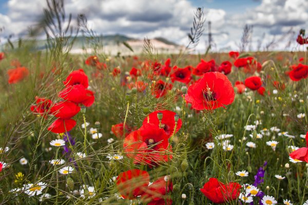 Красивые маки