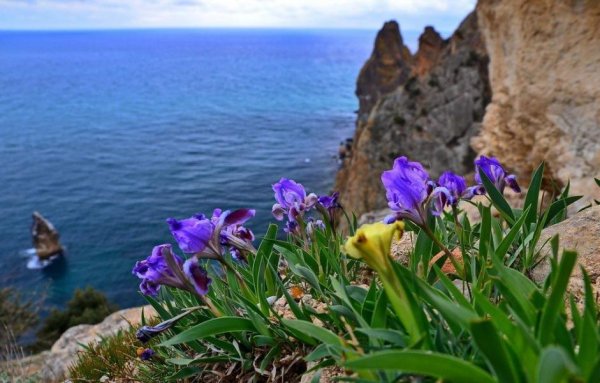 Дикие ирисы в горах Крыма