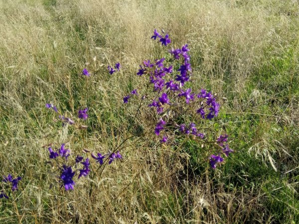 Полевые цветы Крыма