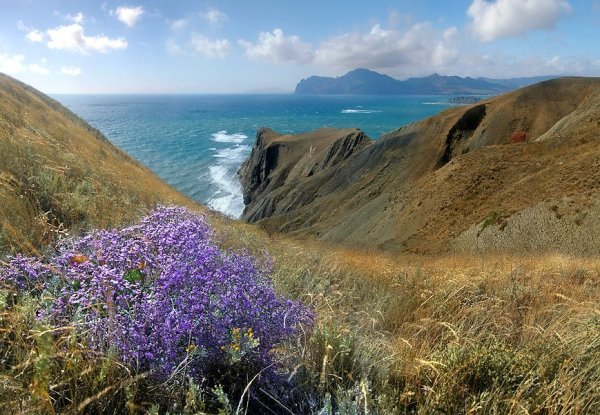 Коктебельский кермек