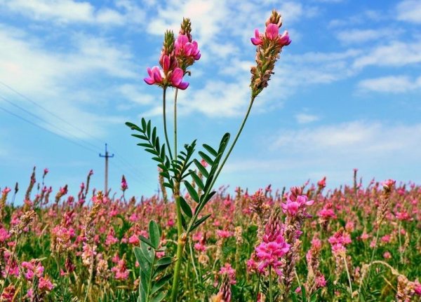 Полевые цветы Крыма