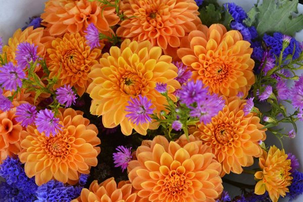 Осенний букет георгины