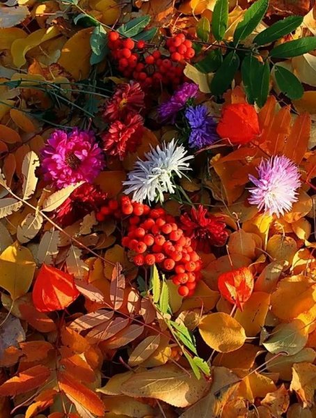 Осенние краски природы