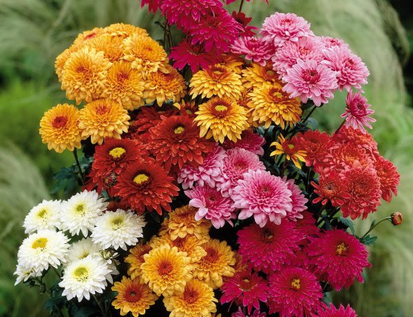 Хризантема корейская Амбрия