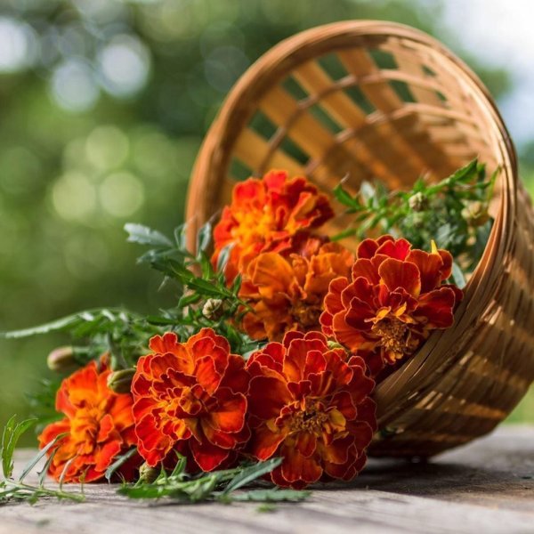 Чай с бархатцами