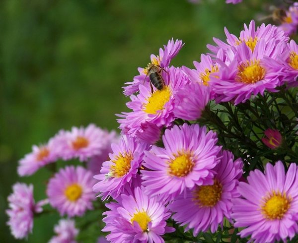 Астра кустарниковая "Кассел"