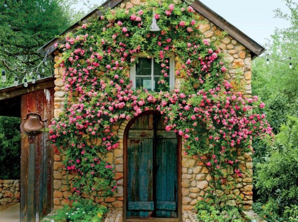 Девичий виноград и плетистая роза