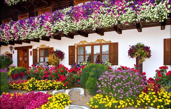 Ампельные петунии Озеленение Дубай