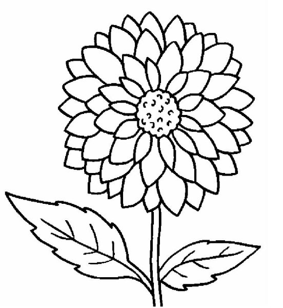Цветы. Раскраска