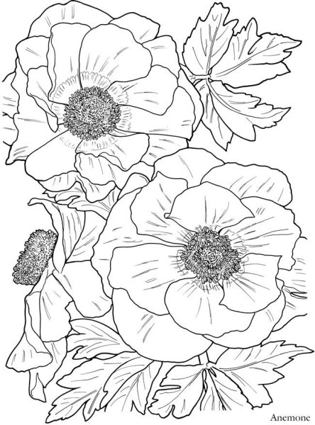 Раскраски цветов для детей