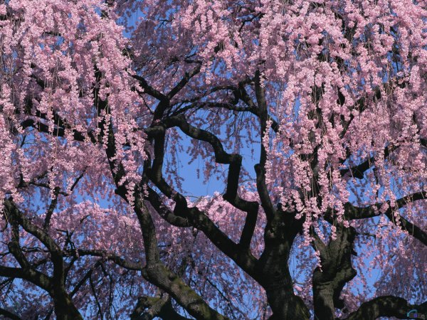 Цветущее дерево