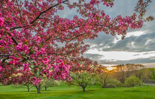 Сакура черри блоссом дерево