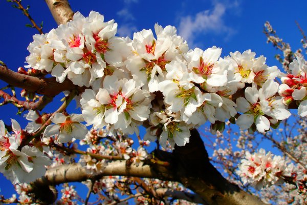 Декоративная яблоня японская Сакура