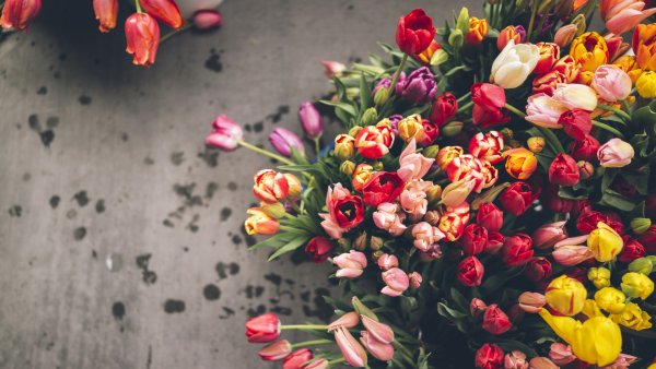 Красивый фон с тюльпанами