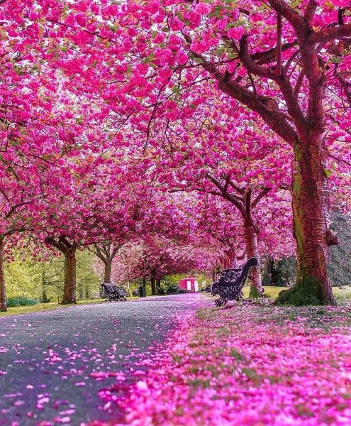 Глициния Асикага