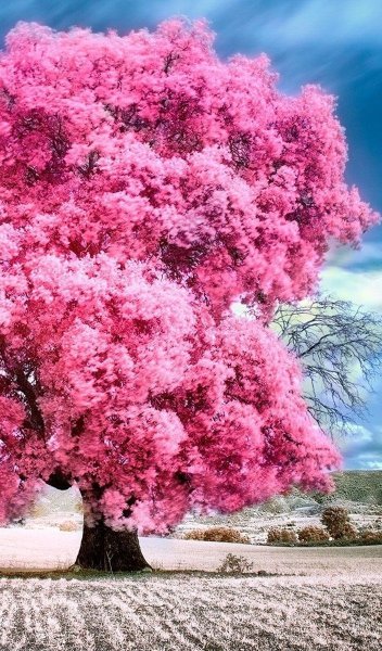 Глициния сиреневая "китайская"