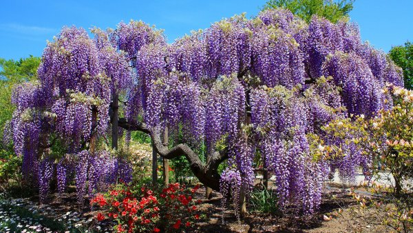 Райское дерево Цветущий куст