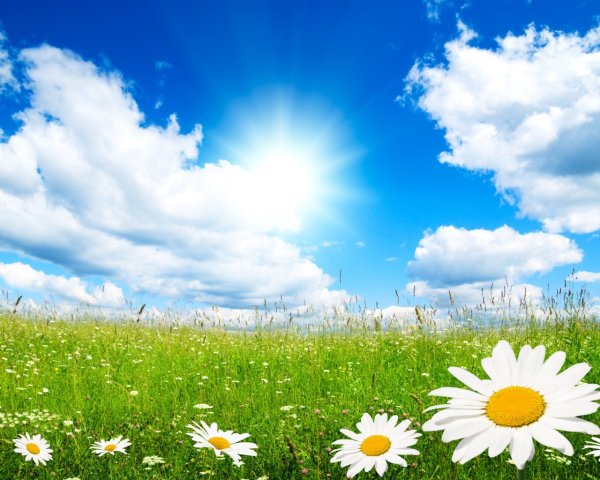 Цветы и небо