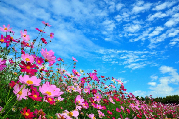 Красивое поле цветов