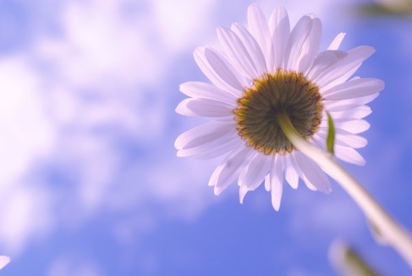 Ромашки на фоне неба