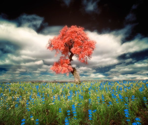 Цветущий луг солнце