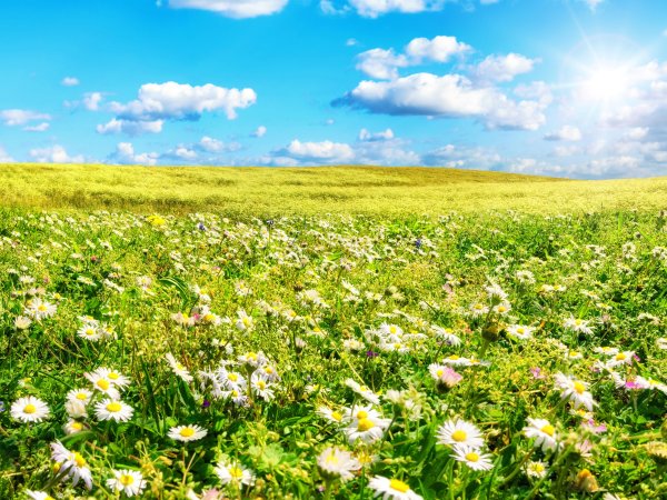 Космея голубая