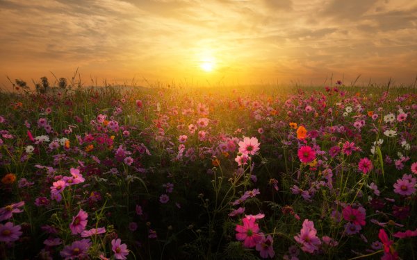 Цветочное поле